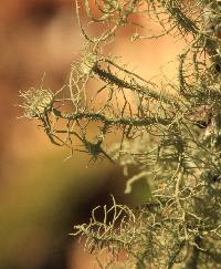 Usnea intermedia image