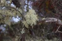 Usnea hesperina image