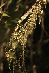 Ramalina menziesii image
