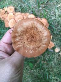 Armillaria tabescens image