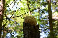 Hericium coralloides image