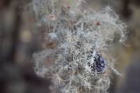 Usnea intermedia image