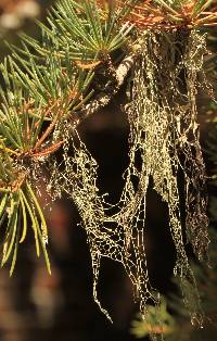 Ramalina menziesii image