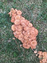 Armillaria tabescens image