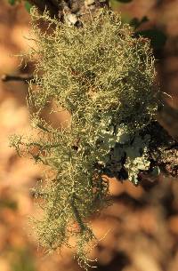 Usnea intermedia image