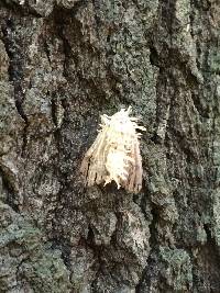 Akanthomyces aculeatus image