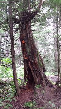 Laetiporus conifericola image