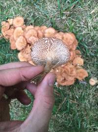 Armillaria tabescens image