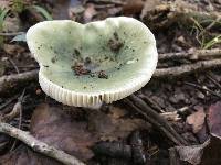 Russula virescens image