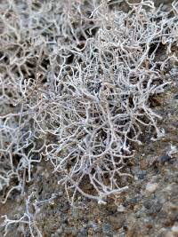 Dendrographa alectoroides image