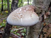 Piptoporus betulinus image