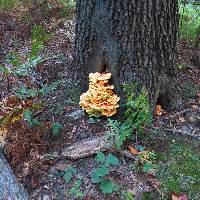 Laetiporus sulphureus image