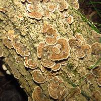Trametes versicolor image