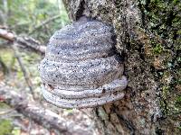 Fomes fomentarius image