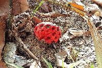 Clathrus crispus image