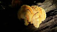 Laetiporus sulphureus image