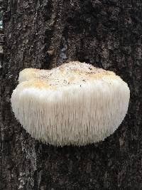 Hericium erinaceus image