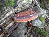 Ganoderma applanatum image