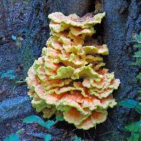 Laetiporus sulphureus image