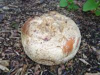 Calvatia gigantea image