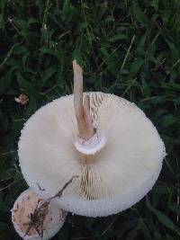 Chlorophyllum molybdites image