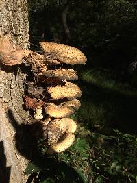 Polyporus squamosus image