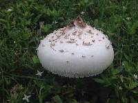 Chlorophyllum molybdites image