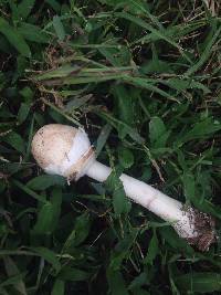 Chlorophyllum molybdites image