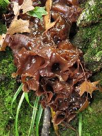 Tremella foliacea image