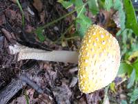 Amanita muscaria image