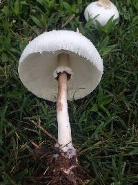 Chlorophyllum molybdites image