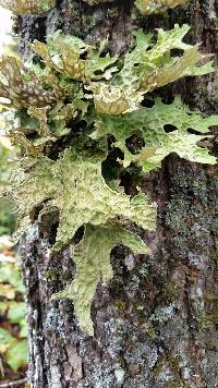 Lobaria pulmonaria image