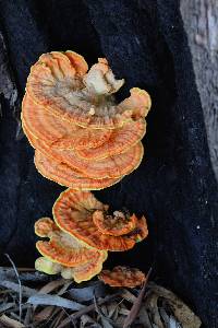 Laetiporus gilbertsonii image