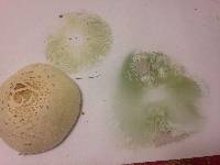 Chlorophyllum molybdites image