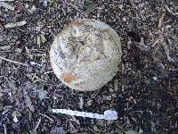 Calvatia gigantea image