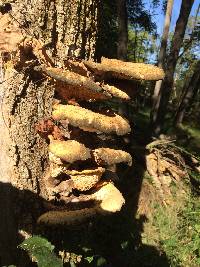 Polyporus squamosus image