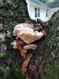 Fomitopsis spraguei image