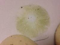 Chlorophyllum molybdites image