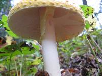 Amanita muscaria var. guessowii image