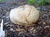 Calvatia gigantea image