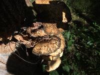 Polyporus squamosus image