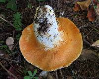 Hypomyces lactifluorum image