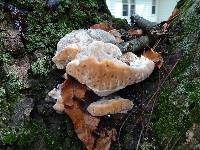 Fomitopsis spraguei image