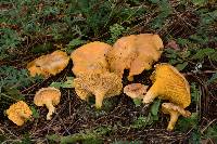 Cantharellus roseocanus image