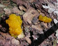 Dacrymyces chrysospermus image