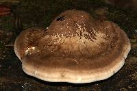 Fomitopsis betulina image