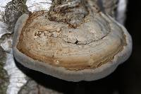 Fomes fomentarius image