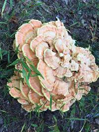 Laetiporus sulphureus image