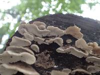 Trametes versicolor image