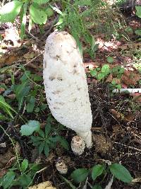 Coprinus comatus image